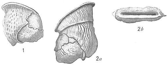 Image of Vertebralina insignis Brady 1884