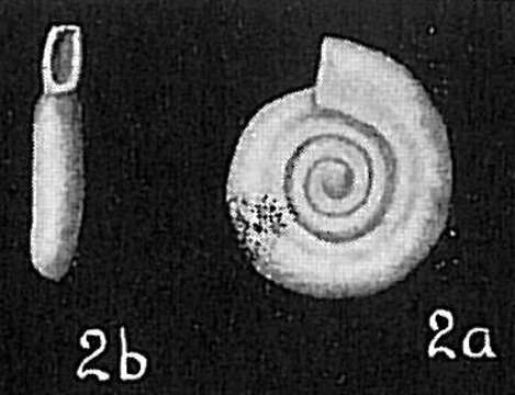 Image de Cornuspira involvens (Reuss 1850)