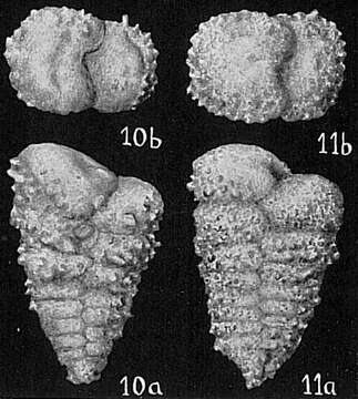 Image of Gaudryina quadrangularis Bagg 1908