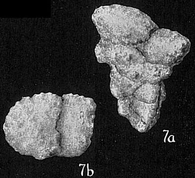 Image de Gaudryina triangularis Cushman 1911