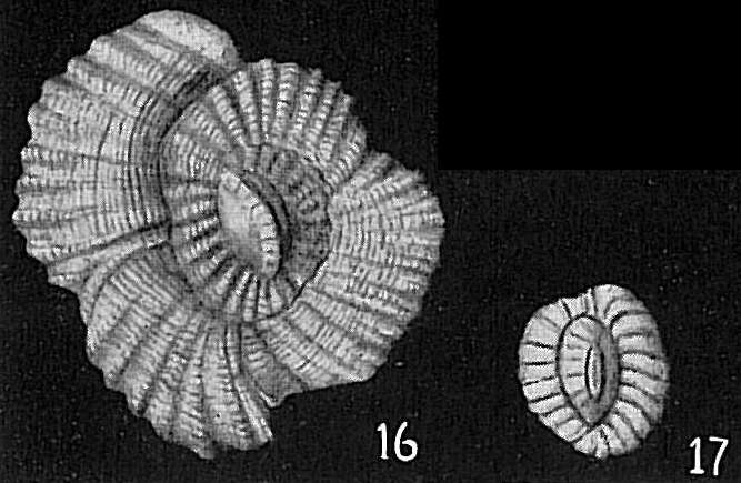 Image of Hauerina ornatissima (Karrer 1868)