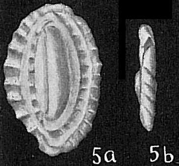 Image of Massilina crenata (Karrer 1868)