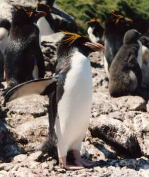 Image of Macaroni Penguin