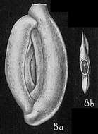 Image of Massilina planata Cushman 1932