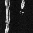 Imagem de Nodobacularia antillarum var. pacifica Cushman 1932