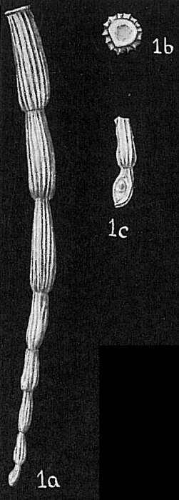 Image of Nodobacularia antillarum var. pacifica Cushman 1932