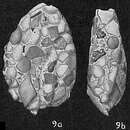 Image of Nouria polymorphinoides Heron-Allen & Earland 1914