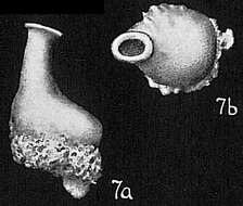 Image of Nubeculina chapmani Cushman 1932