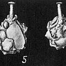 Plancia ëd Nubeculina divaricata (Brady 1879)