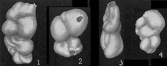 Image de Parrina bradyi (Millett 1898)