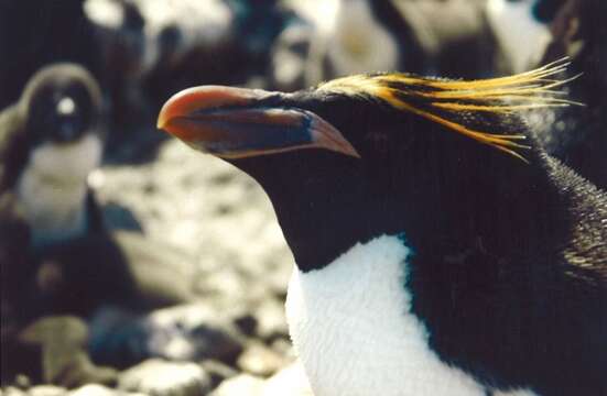 Image of Macaroni Penguin