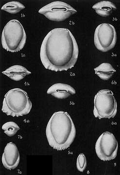 Image de Pyrgo denticulata (Brady 1884)