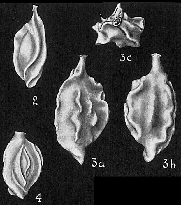Image of Quinqueloculina berthelotiana d'Orbigny 1839