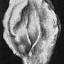 Image of Quinqueloculina bidentata d'Orbigny 1839