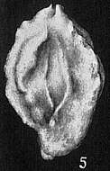 Image of Quinqueloculina bidentata d'Orbigny 1839