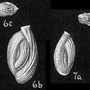 Imagem de Quinqueloculina costata d'Orbigny ex Terquem 1878