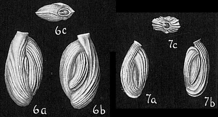 Image of Quinqueloculina costata d'Orbigny ex Terquem 1878