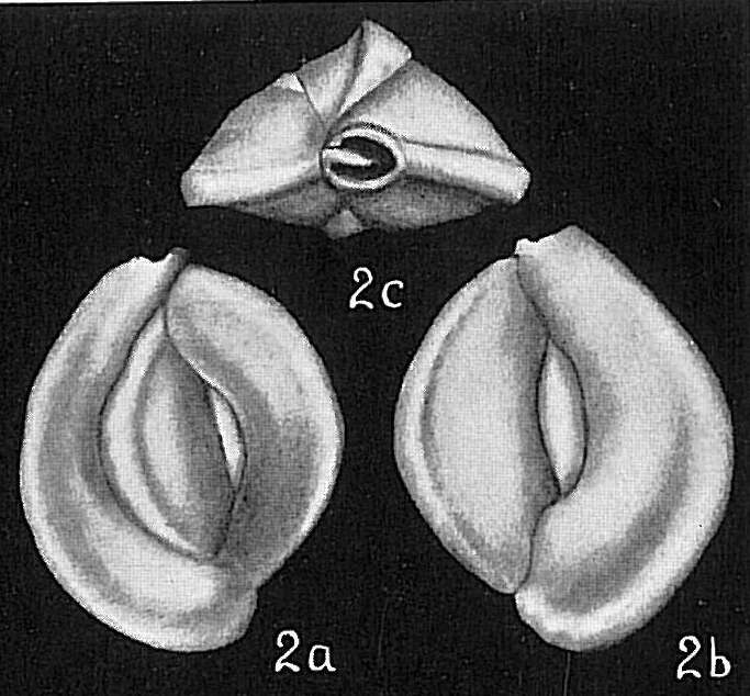 Image of Quinqueloculina lamarckiana d'Orbigny 1839