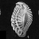 Image of Quinqueloculina parkeri (Brady 1881)