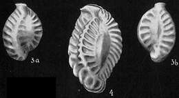 Image of Quinqueloculina parkeri (Brady 1881)