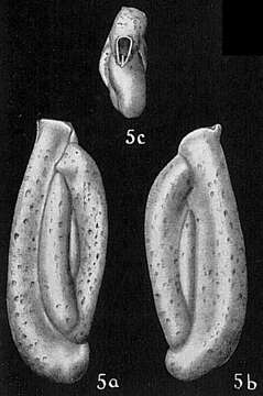 Plancia ëd Quinqueloculina polygona d'Orbigny 1839