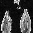 Quinqueloculina polygona d'Orbigny 1839 resmi