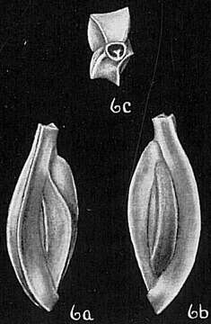 Imagem de Quinqueloculina polygona d'Orbigny 1839