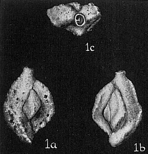 Image of Quinqueloculina samoaensis Cushman 1924