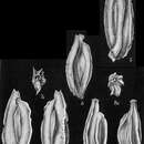 Слика од Quinqueloculina sulcata d'Orbigny ex Fornasini 1900