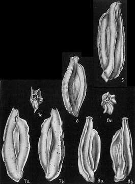 Image of Quinqueloculina sulcata d'Orbigny ex Fornasini 1900