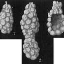Image of Reophax agglutinatus Cushman 1913