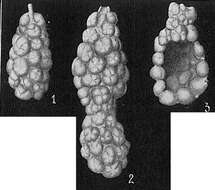 Image of Reophax agglutinatus Cushman 1913