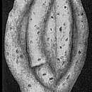 Image of Schlumbergerina alveoliniformis (Brady 1879)
