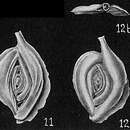 Image of Spiroloculina caduca Cushman 1922