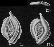Image of Spiroloculina caduca Cushman 1922