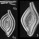 Image of Spiroloculina clara Cushman 1932