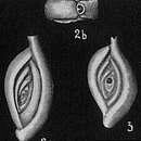 Image of Spiroloculina eximia Cushman 1922