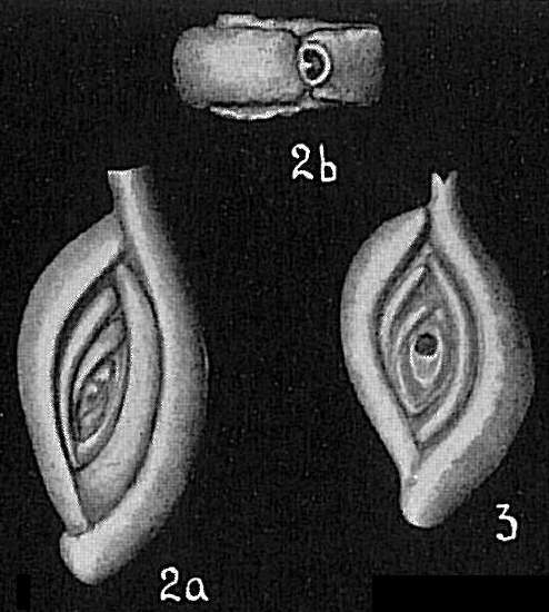 Image of Spiroloculina eximia Cushman 1922