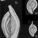 Image of Spiroloculina grateloupi d'Orbigny 1852