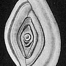 Image of Spirophthalmidium acutimargo (Brady 1884)