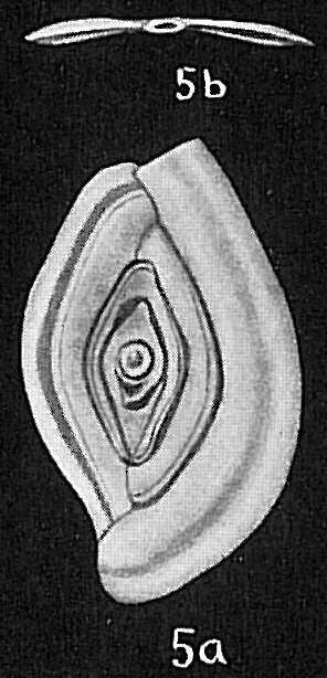 Image of Spirophthalmidium acutimargo (Brady 1884)