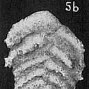 Image de Spiroplectammina milletti (Cushman 1911)