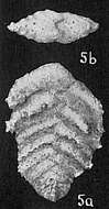 Image of Spiroplectammina milletti (Cushman 1911)