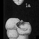 Image of Textularia semialata Cushman 1913