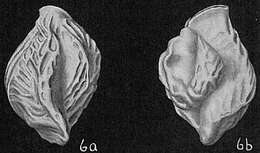 Image of Triloculina bicarinata d'Orbigny 1839