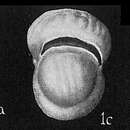 Image of Triloculina labiosa var. sparsicostata Cushman 1932