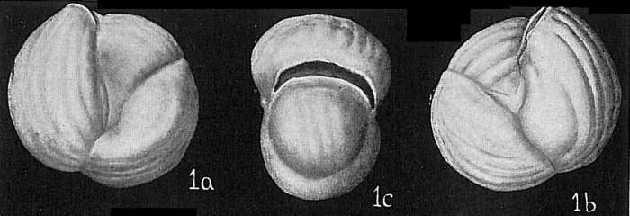 Image of Triloculina labiosa var. sparsicostata Cushman 1932