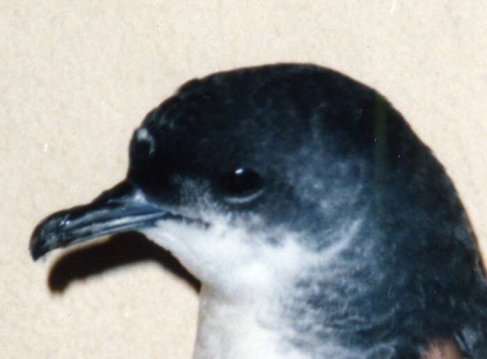 Image of Narrow-billed prion