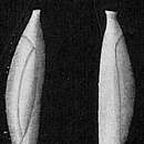 Слика од Triloculina spinata Cushman 1932