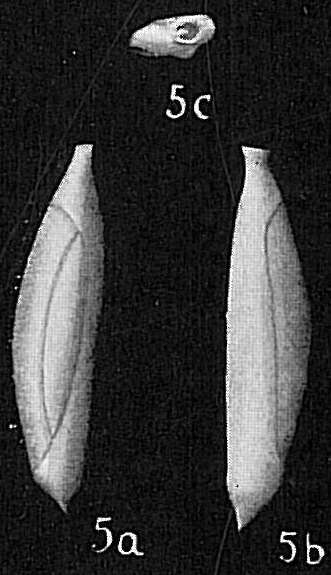 Image of Triloculina spinata Cushman 1932
